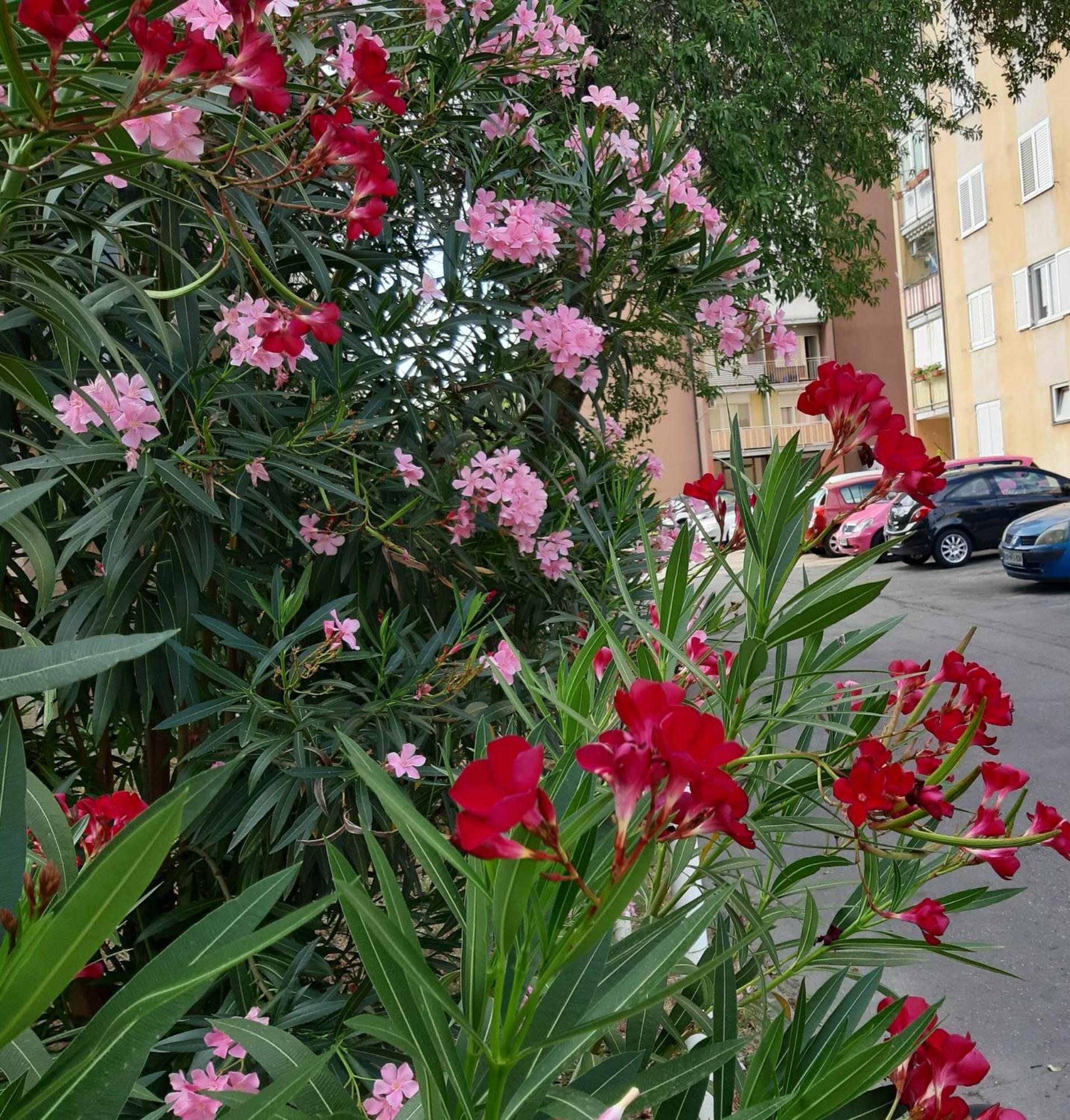 Apartma Eva Koper Exterior photo